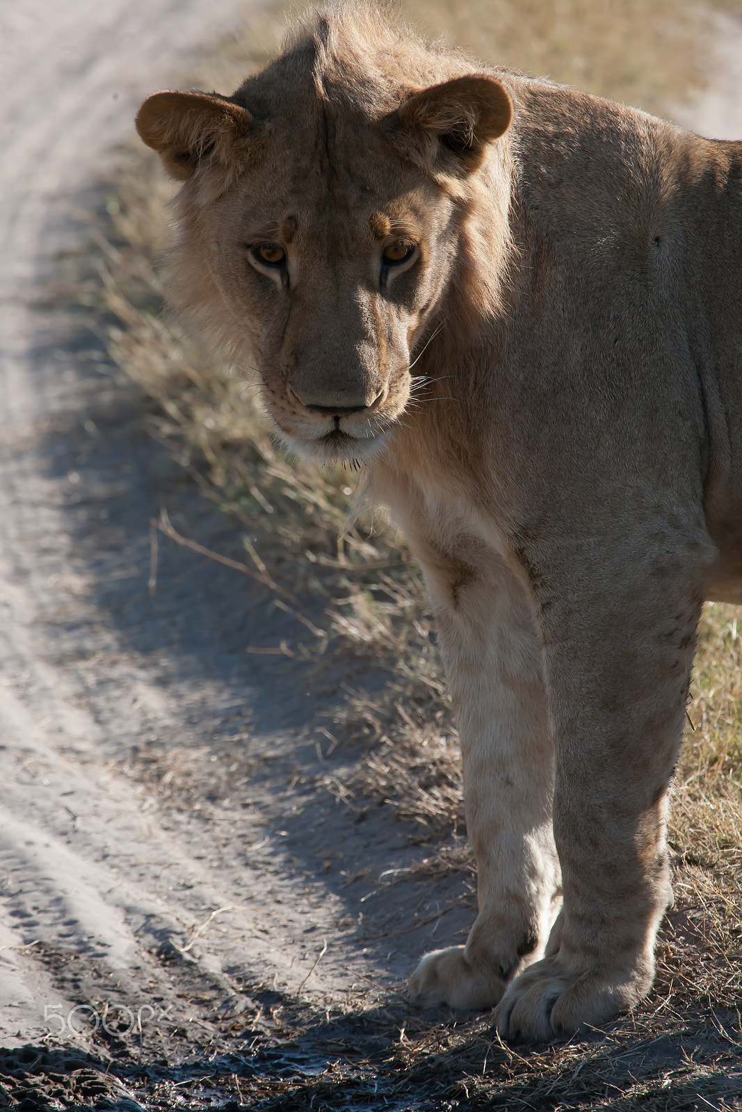 Canon EF 100-400mm F4.5-5.6L IS USM sample photo. A lioness in botswana photography