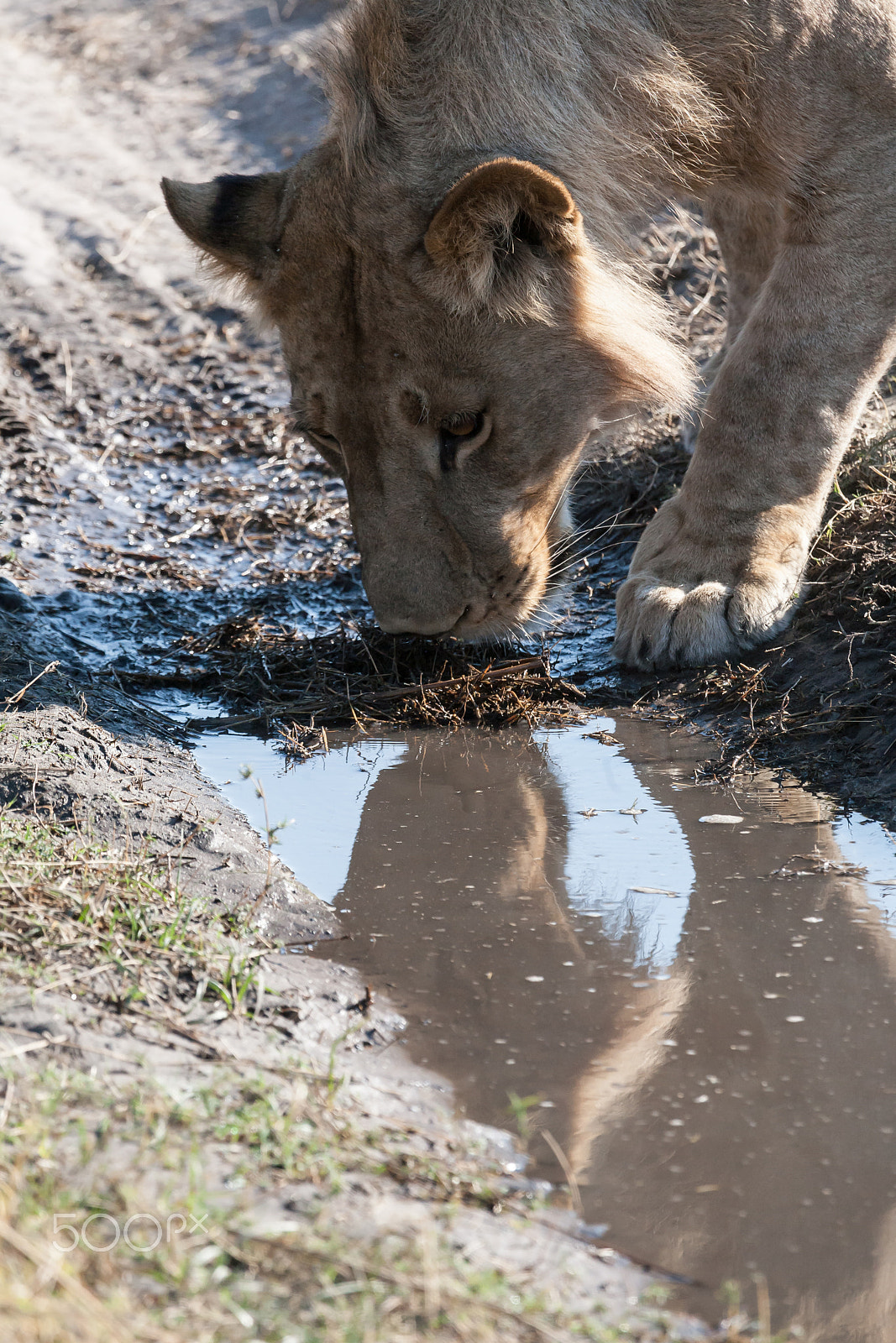 Canon EF 100-400mm F4.5-5.6L IS USM sample photo. Lioness in botswana photography