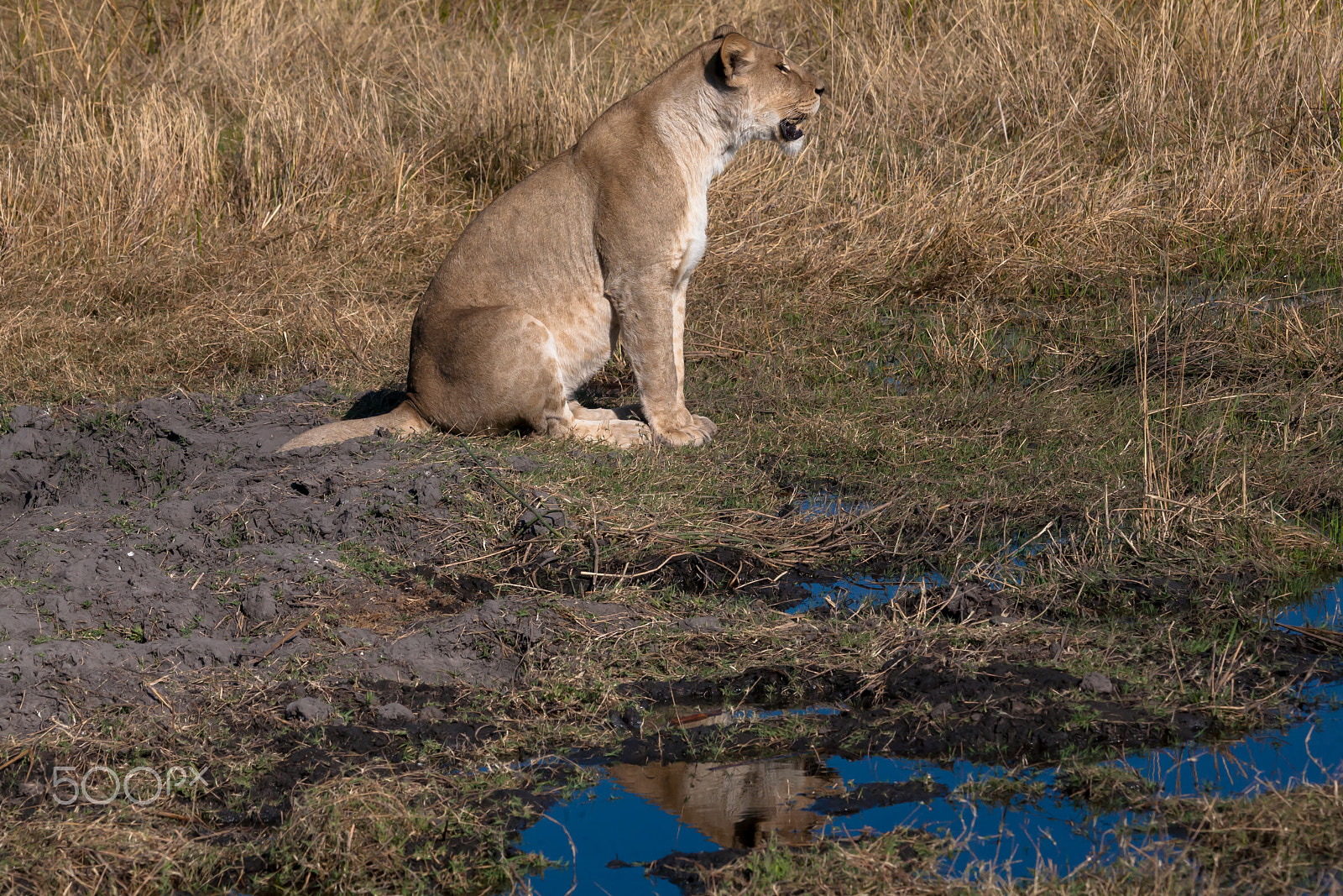 Canon EF 100-400mm F4.5-5.6L IS USM sample photo. Lioness, botswana photography