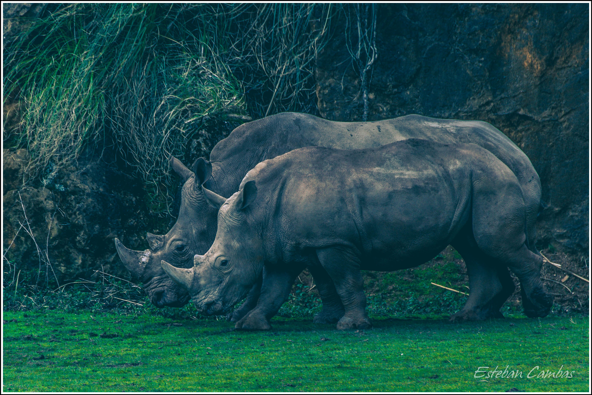 Tamron SP 35mm F1.8 Di VC USD sample photo. Rhino photography