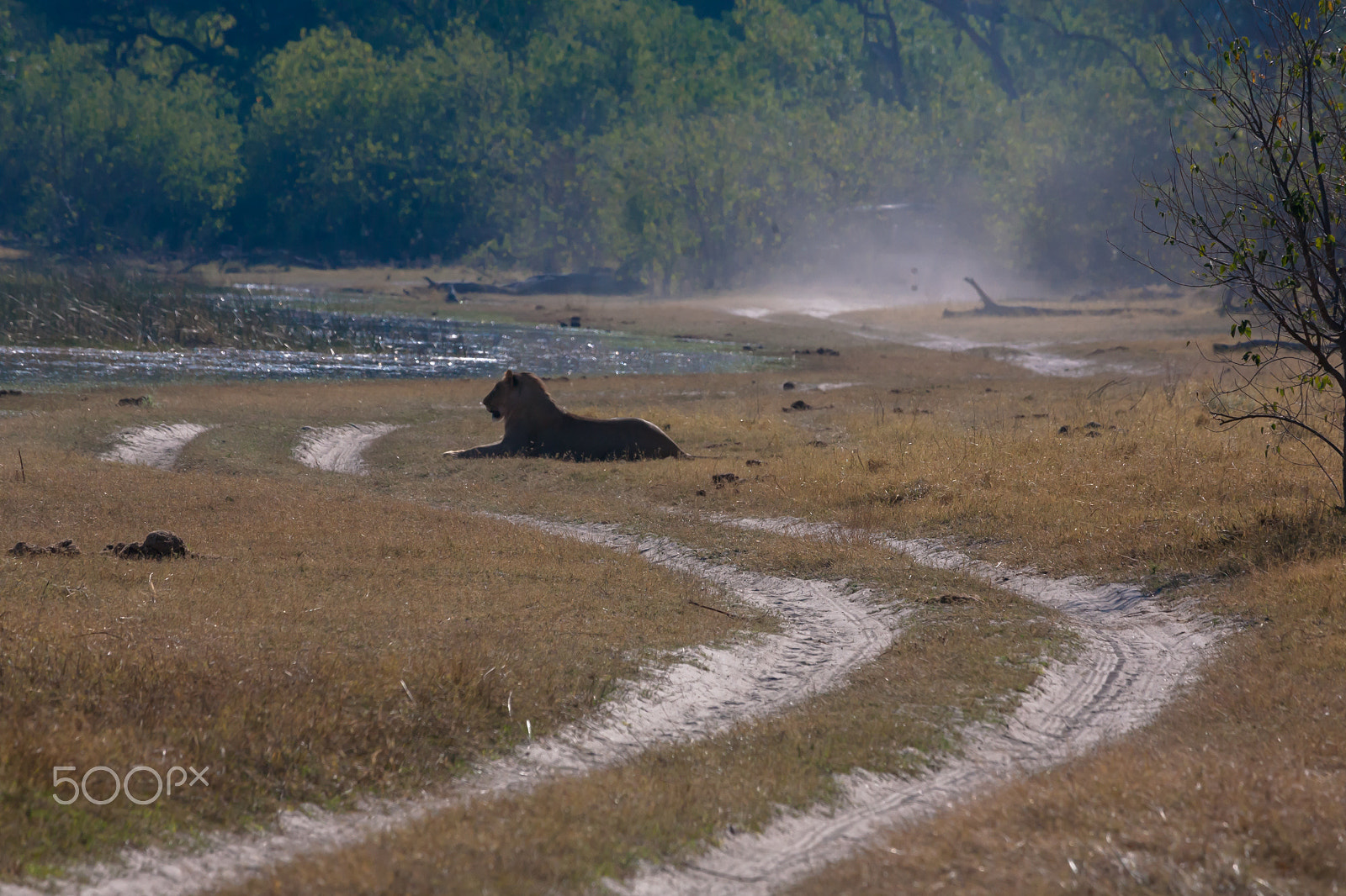 Canon EF 100-400mm F4.5-5.6L IS USM sample photo. Lioness, botswana photography