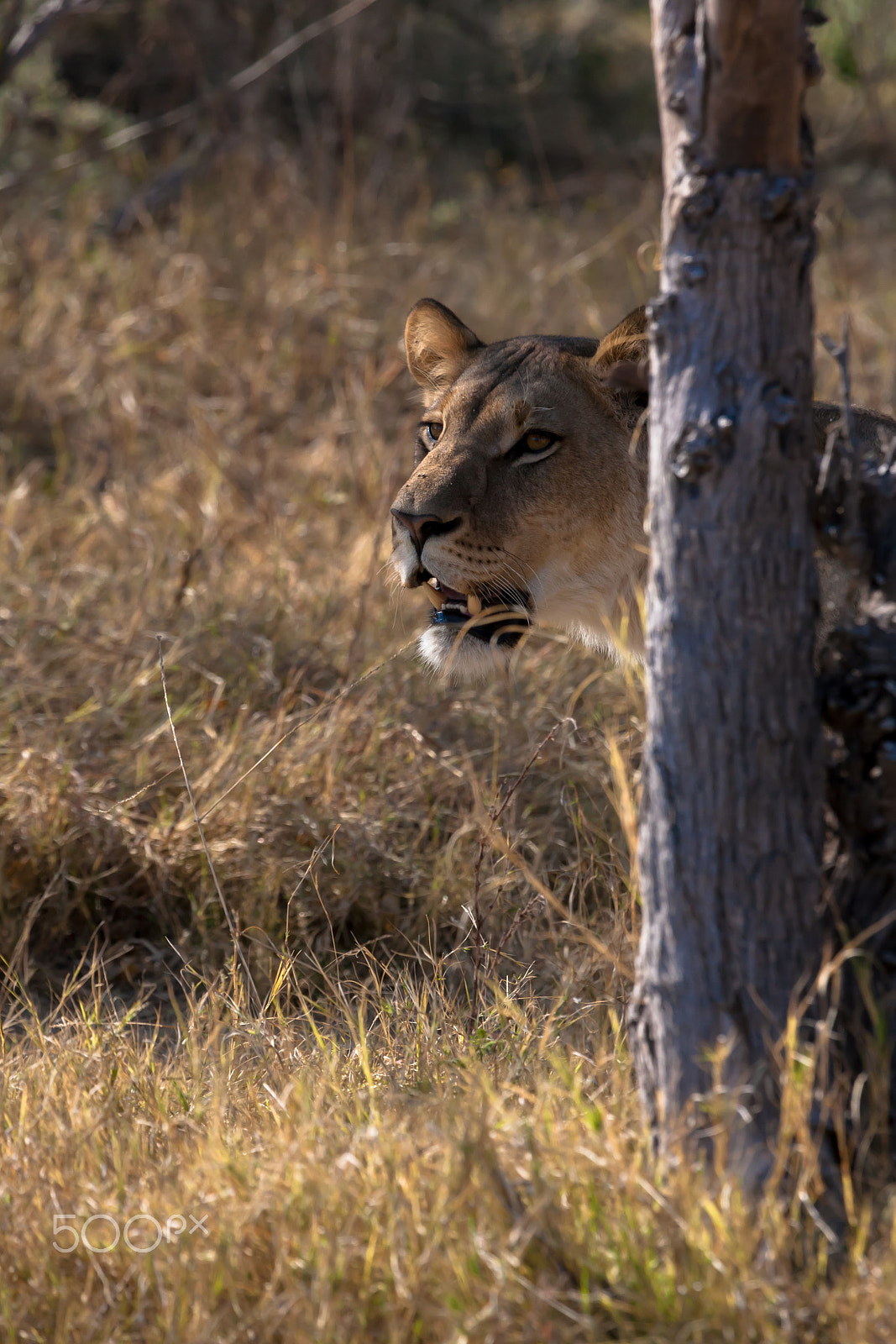 Canon EF 100-400mm F4.5-5.6L IS USM sample photo. Lioness, botswana photography