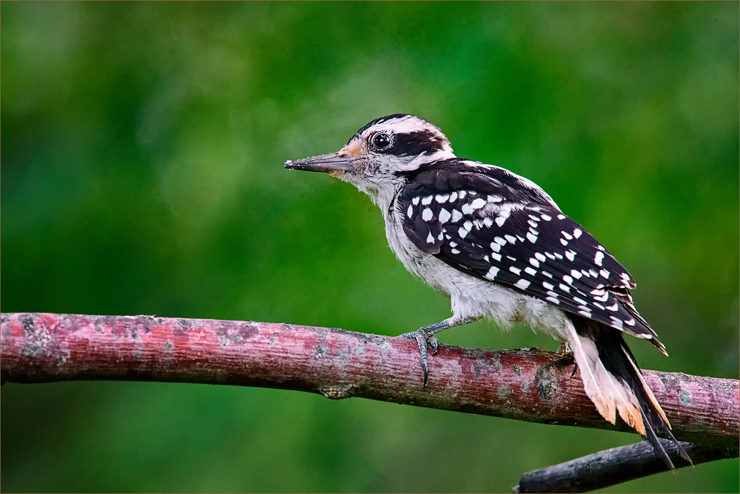Nikon AF-S Nikkor 200-400mm F4G ED-IF VR sample photo. Downy woodpecker - tawas michigan photography