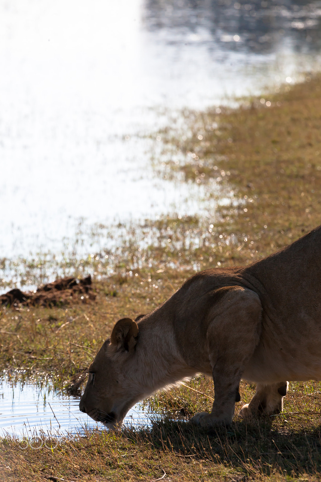 Canon EF 100-400mm F4.5-5.6L IS USM sample photo. Lioness, botswana photography