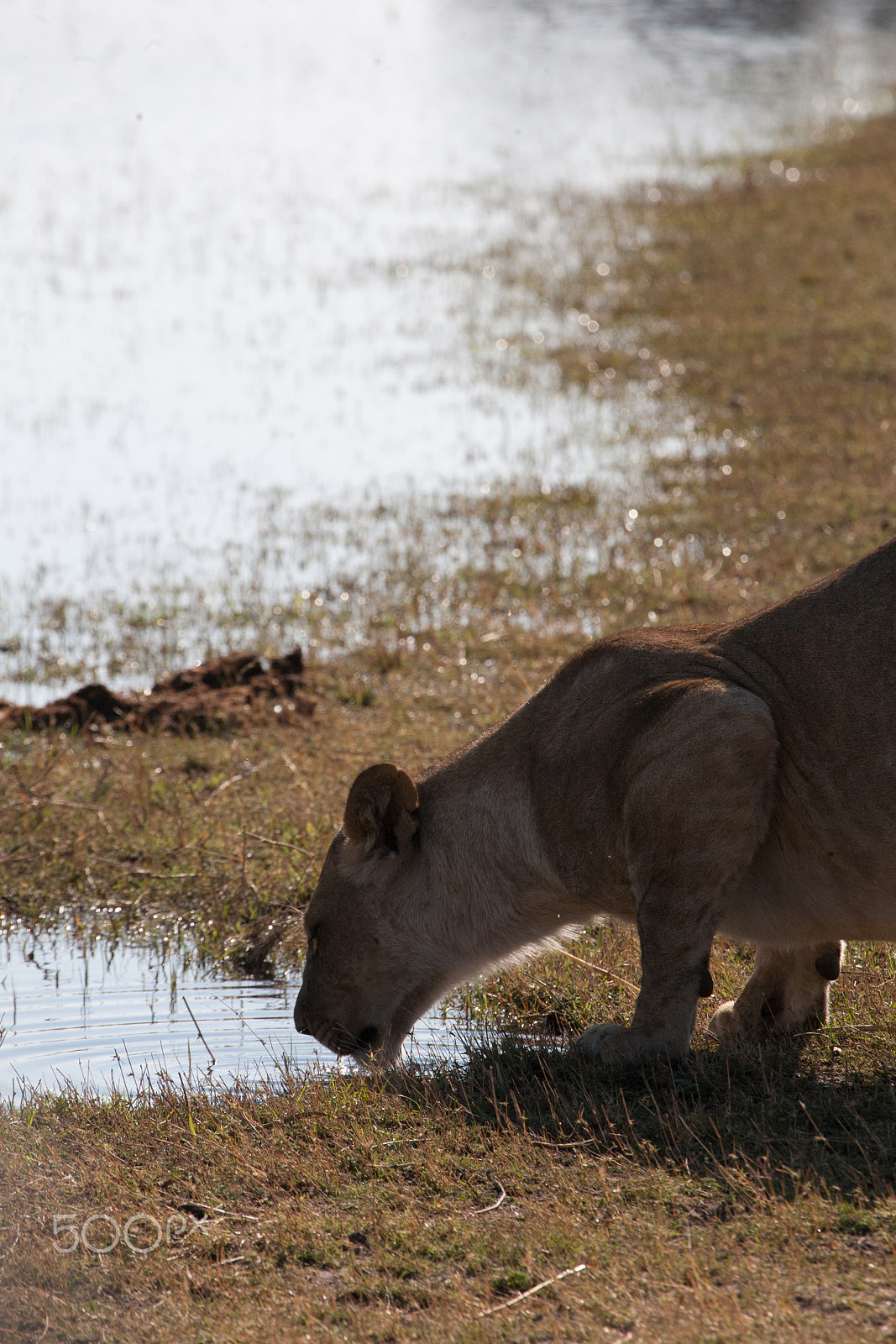 Canon EF 100-400mm F4.5-5.6L IS USM sample photo. Lioness, botswana photography
