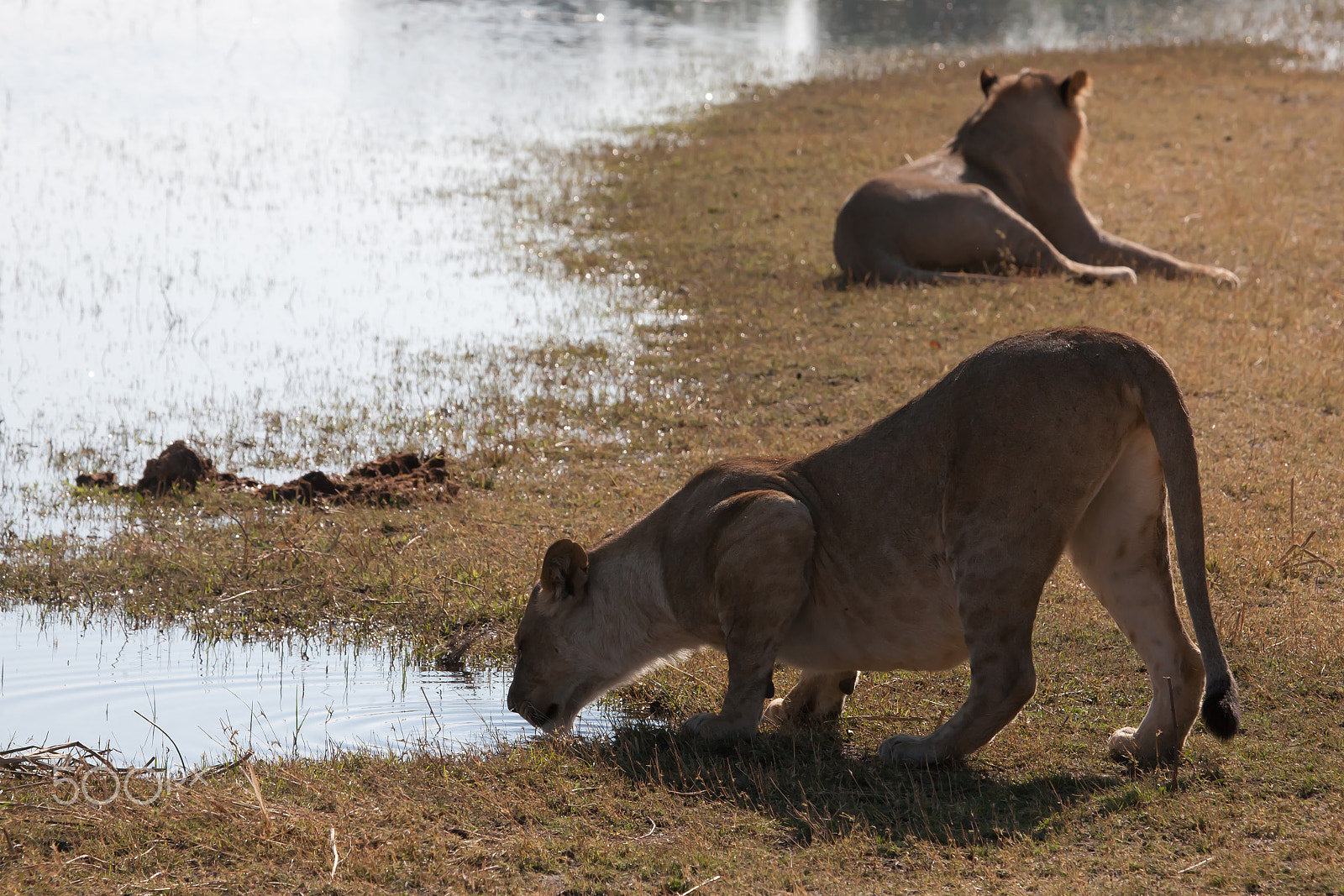 Canon EF 100-400mm F4.5-5.6L IS USM sample photo. Lions near the water photography