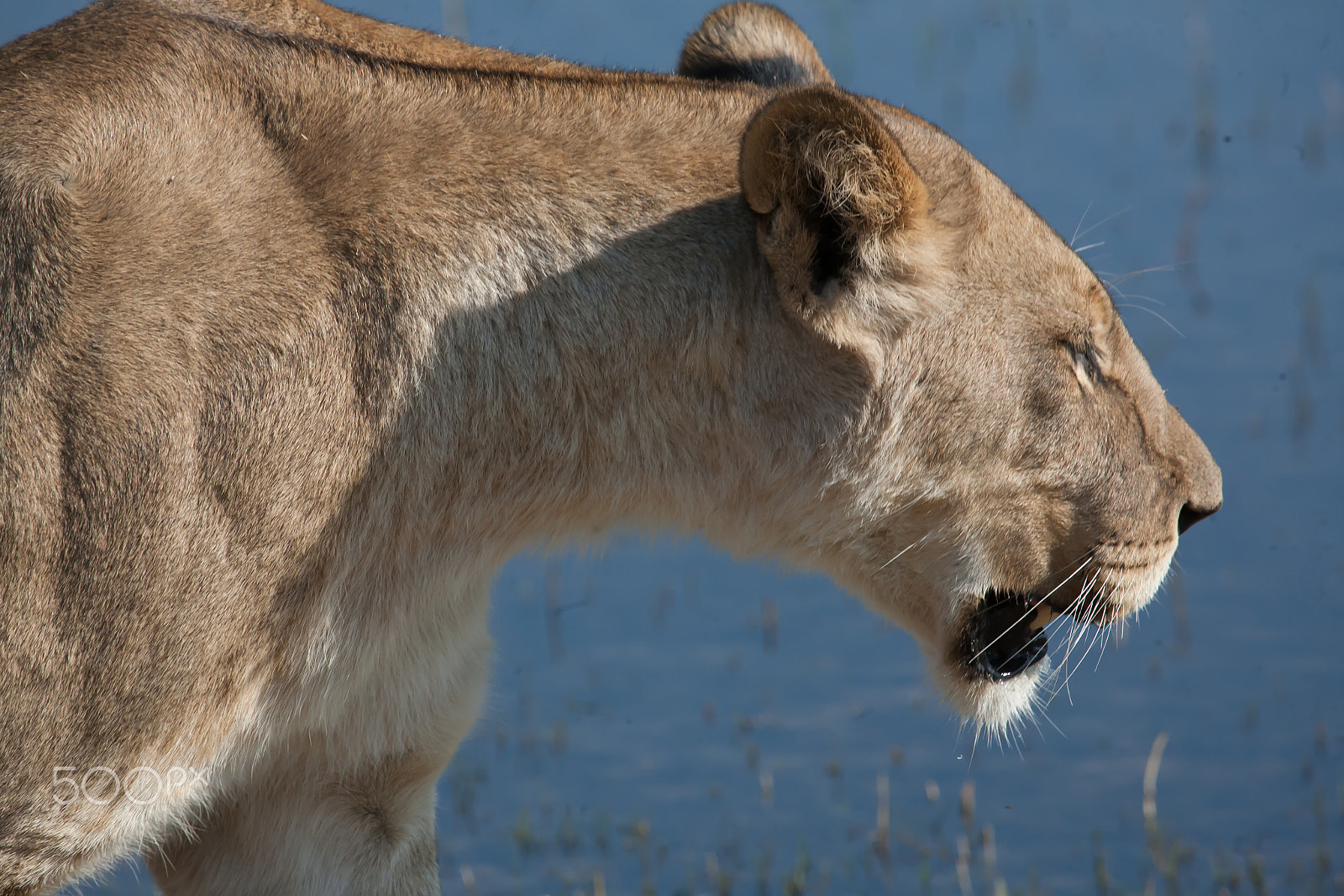 Canon EF 100-400mm F4.5-5.6L IS USM sample photo. Lioness photography