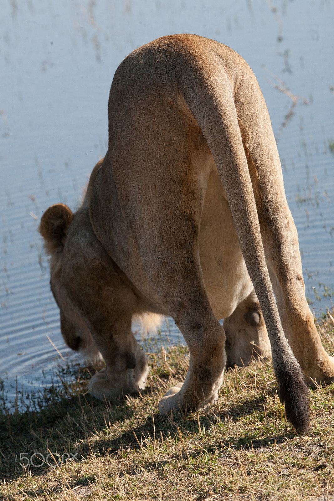 Canon EF 100-400mm F4.5-5.6L IS USM sample photo. Lioness, botswana photography