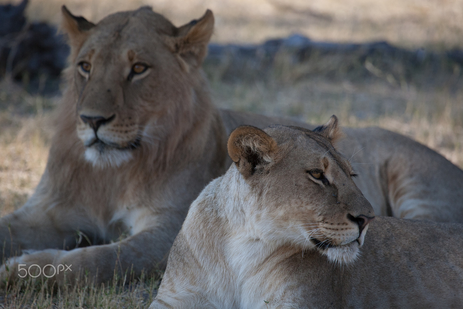 Canon EF 100-400mm F4.5-5.6L IS USM sample photo. Lions, botswana photography