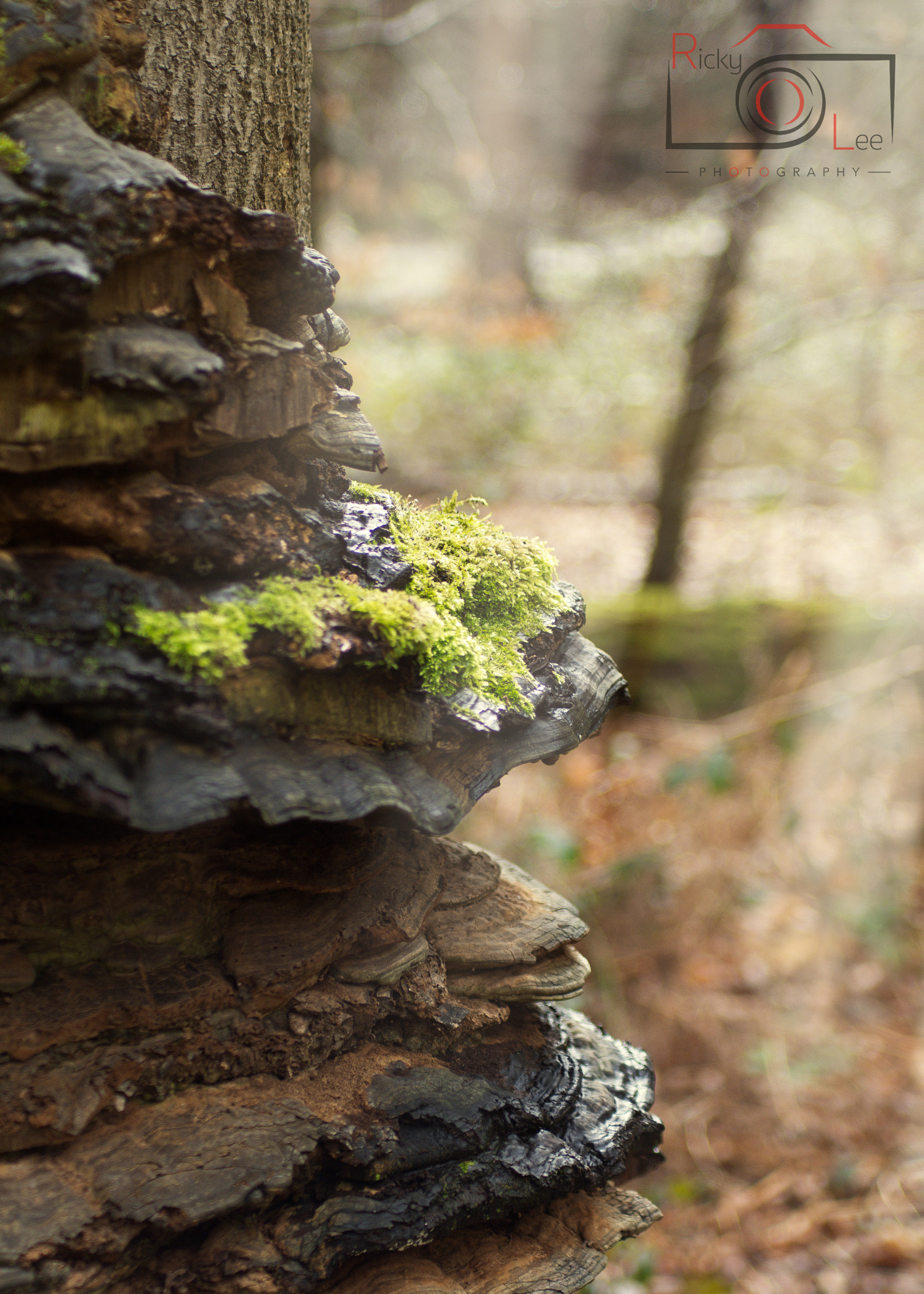 Nikon D7200 + Sigma 24-70mm F2.8 EX DG Macro sample photo. Light through the trees photography