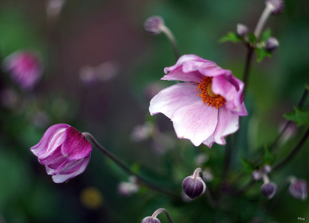 Sony SLT-A65 (SLT-A65V) + Minolta AF 50mm F1.7 sample photo. *** photography