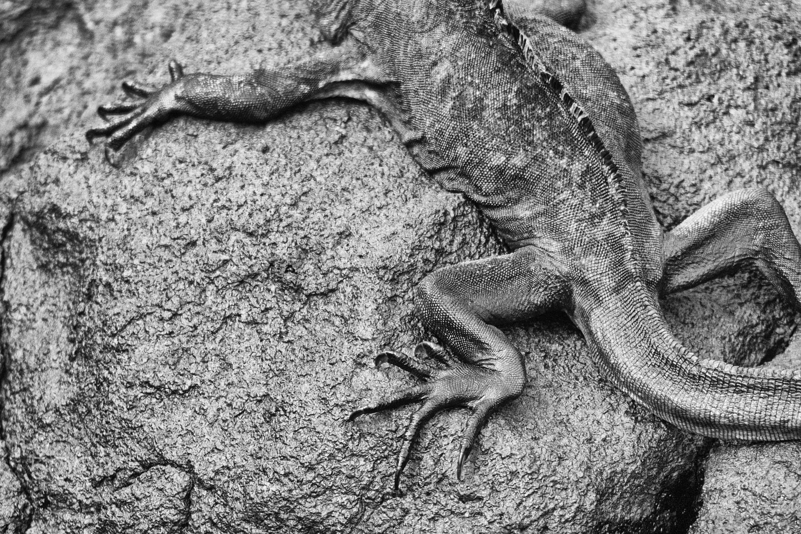 Sigma 150-500mm F5-6.3 DG OS HSM sample photo. Iguana marina y roca photography