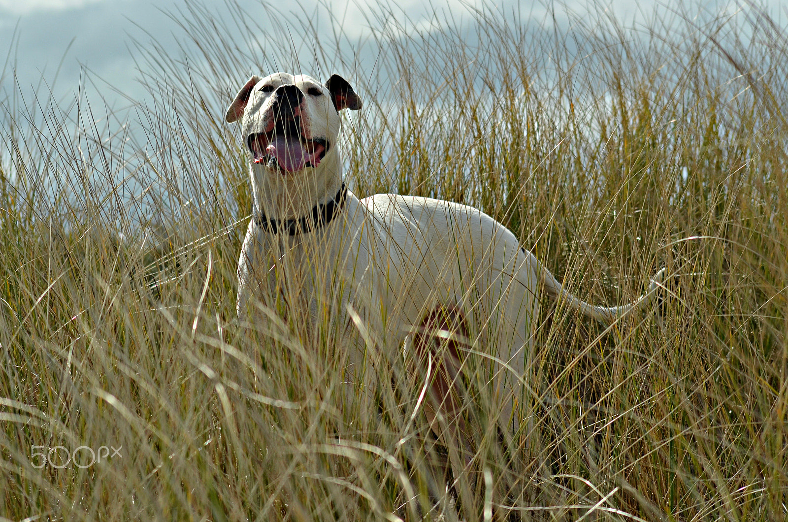 Nikon D5100 + Sigma 70-300mm F4-5.6 APO Macro Super II sample photo. Happy dog in the sand dunes photography