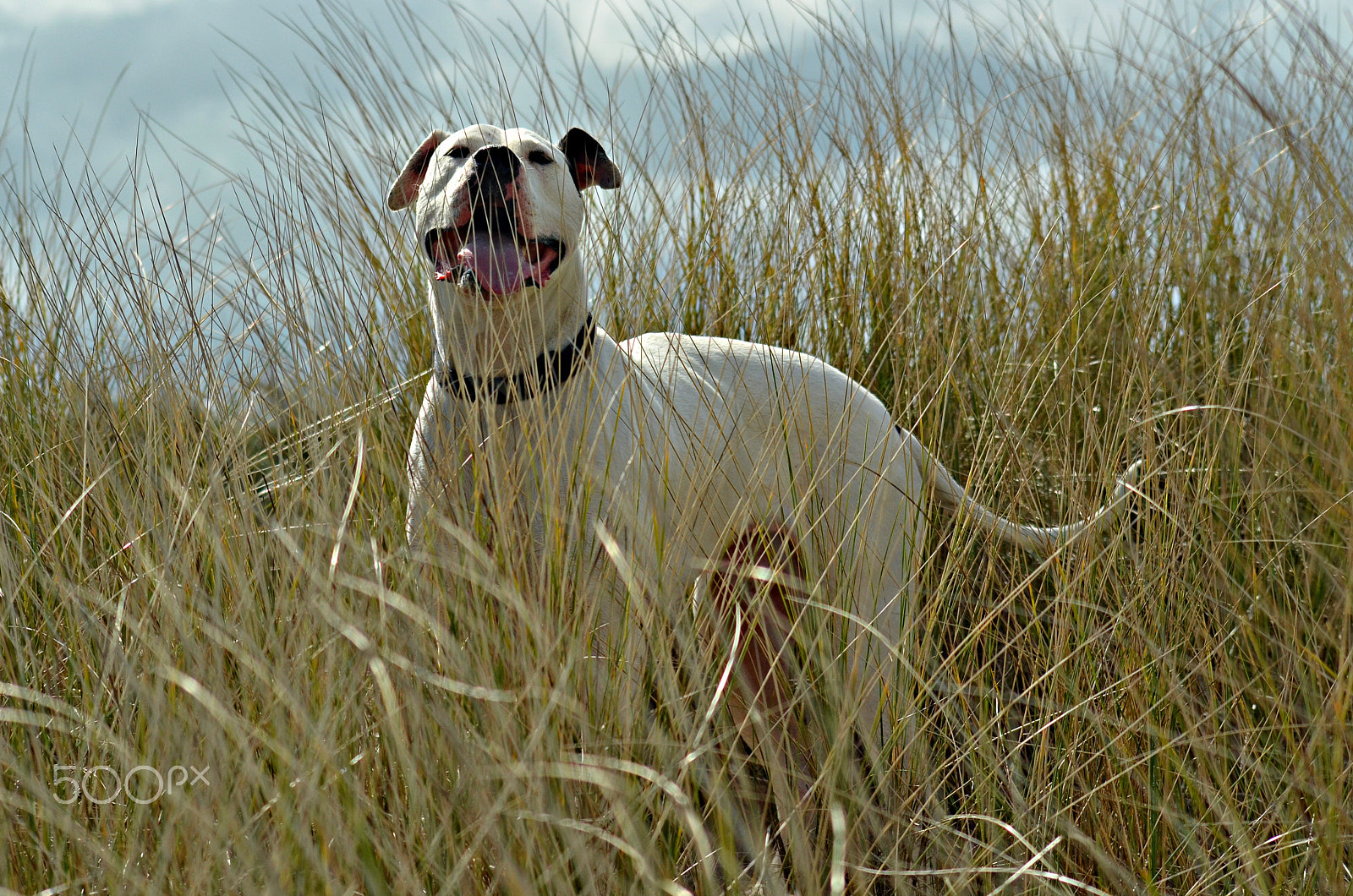 Sigma 70-300mm F4-5.6 APO Macro Super II sample photo. Happy dog in the sand dunes photography