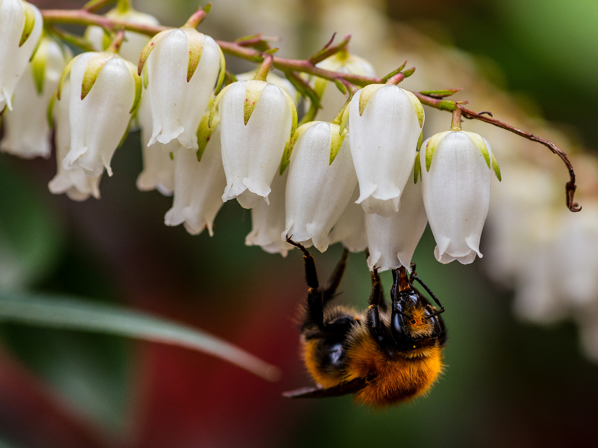 Nikon Df sample photo. Bumblebee photography