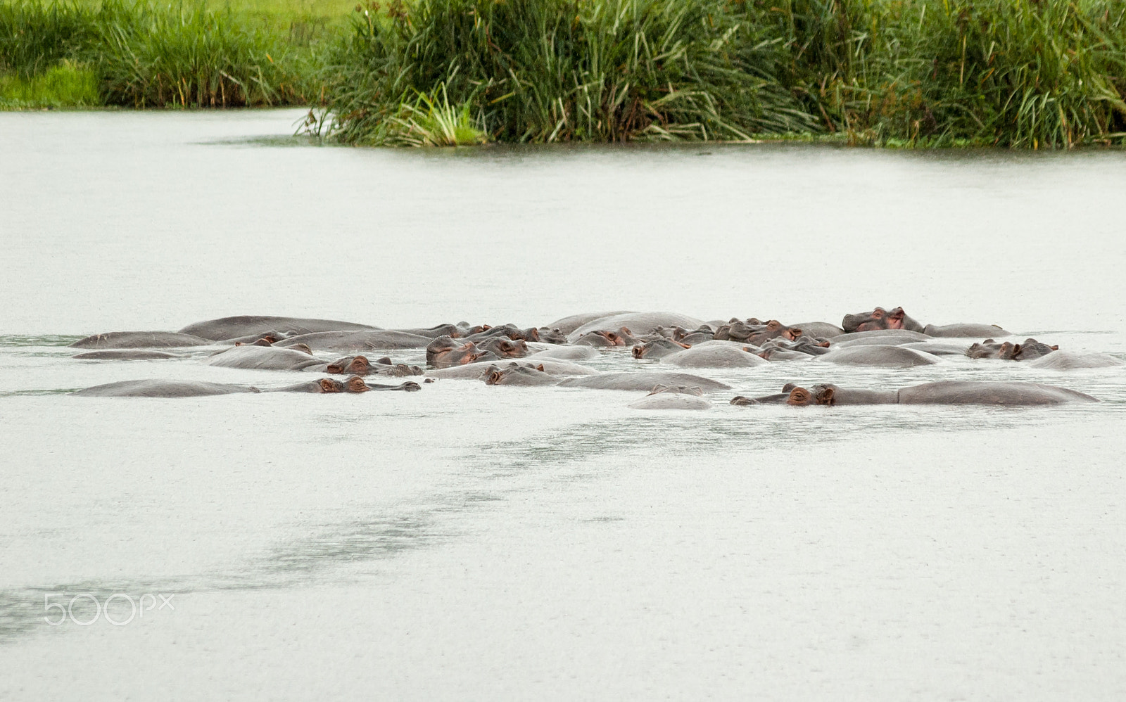 Nikon D70s sample photo. Hippos photography