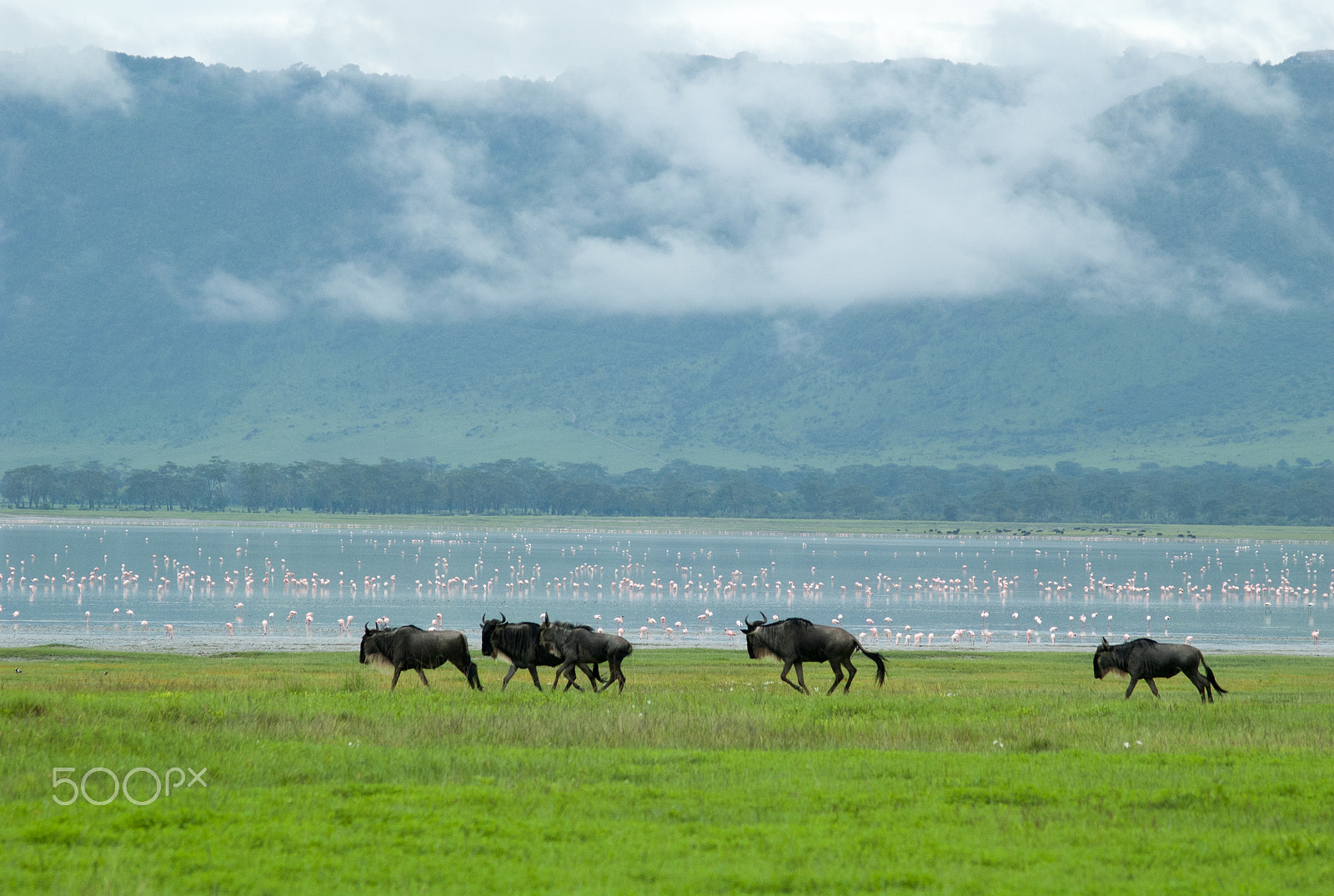 Nikon D70s sample photo. Gnu in ngoro ngoro photography