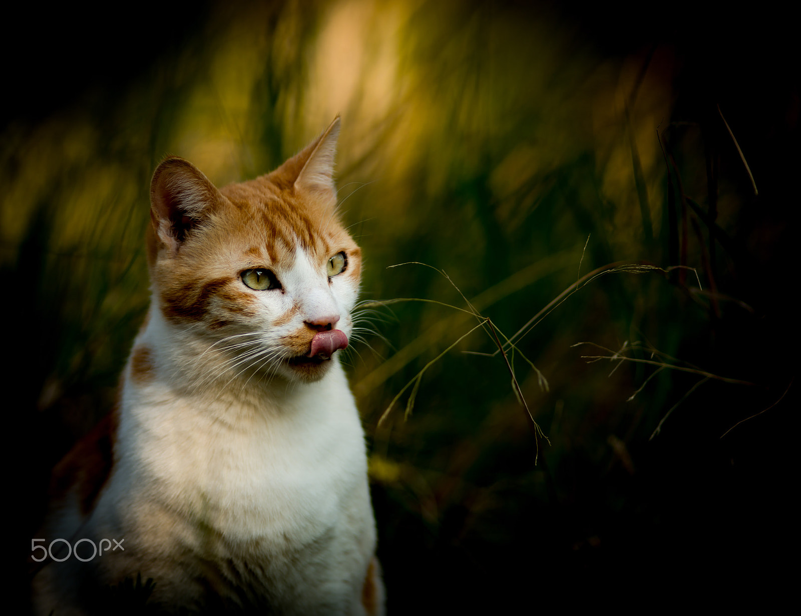 Nikon D800 + AF Nikkor 180mm f/2.8 IF-ED sample photo. Bird watching... photography