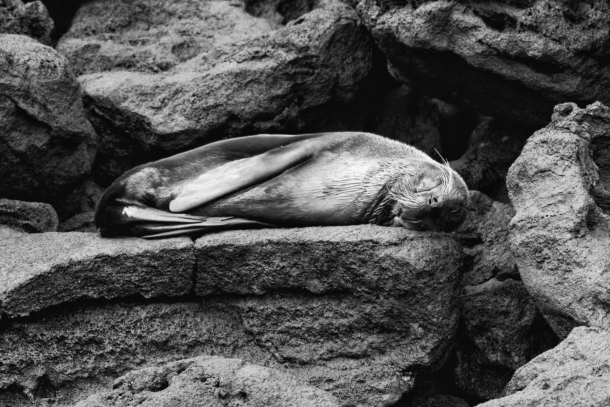 Sony SLT-A65 (SLT-A65V) + Tamron 80-300mm F3.5-6.3 sample photo. Leon marino galapagos photography