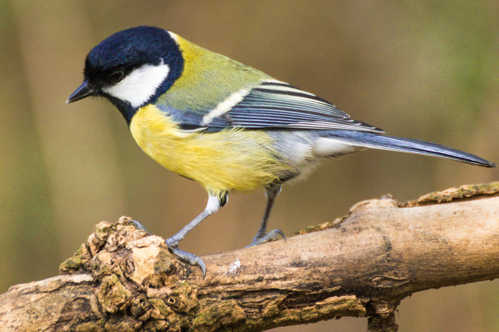 Tamron SP 35mm F1.8 Di VC USD sample photo. Great tit close up photography