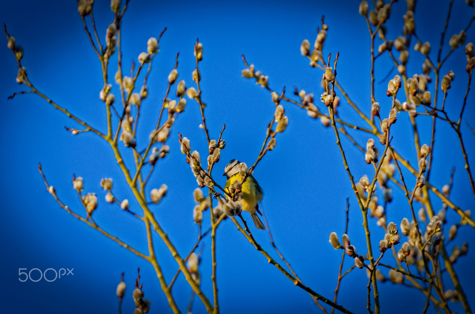 Sigma 50-500mm F4.5-6.3 DG OS HSM sample photo. Little one photography