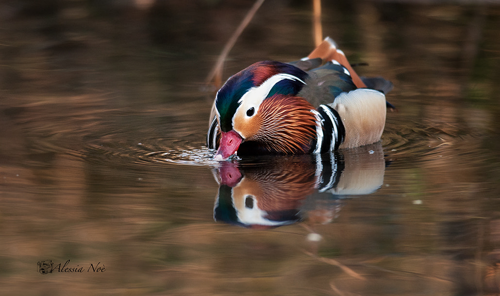 Nikon D300 + Nikon AF-S Nikkor 300mm F4D ED-IF sample photo. Colors photography