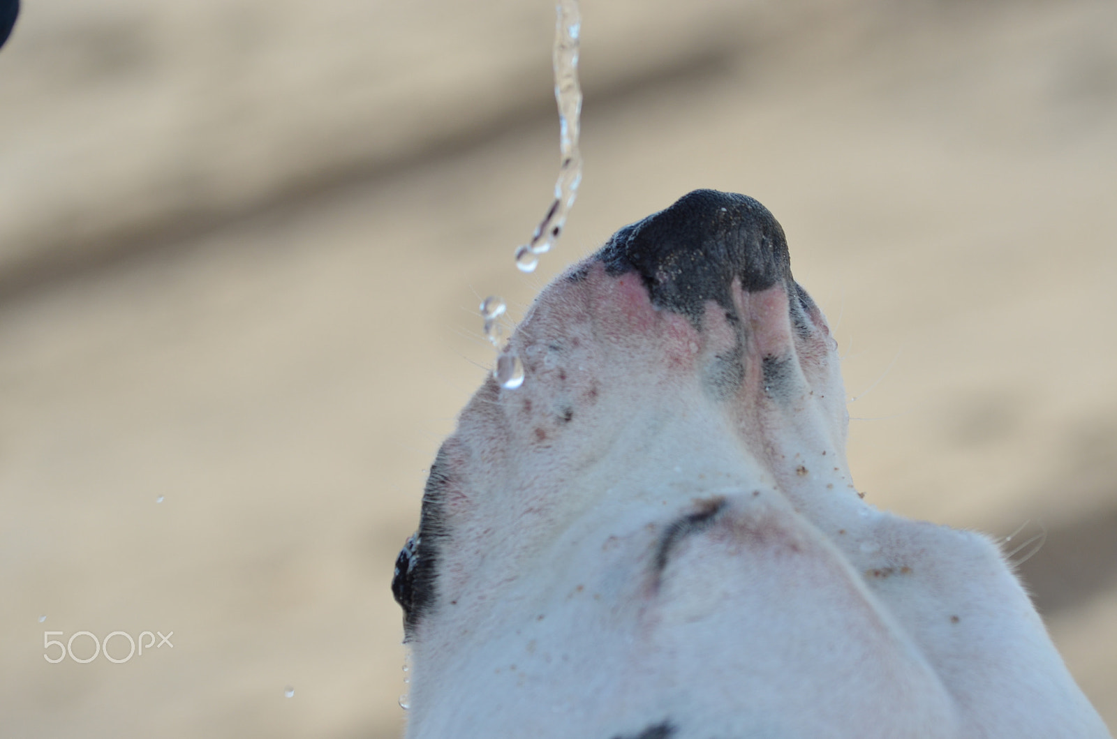 Nikon D5100 + Sigma 70-300mm F4-5.6 APO Macro Super II sample photo. Thirsty dog on the beach photography