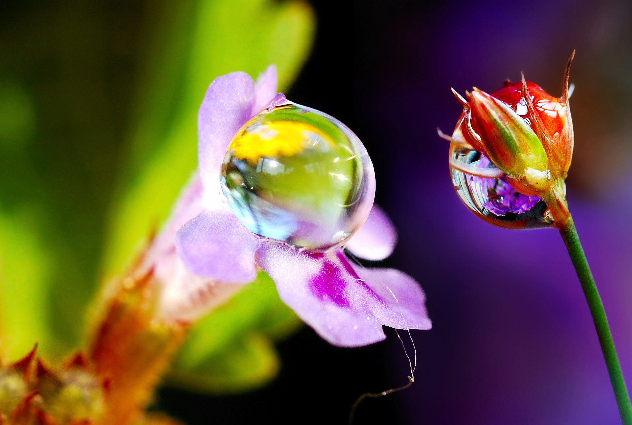 Nikon D40 sample photo. And the flower with the flower says... photography