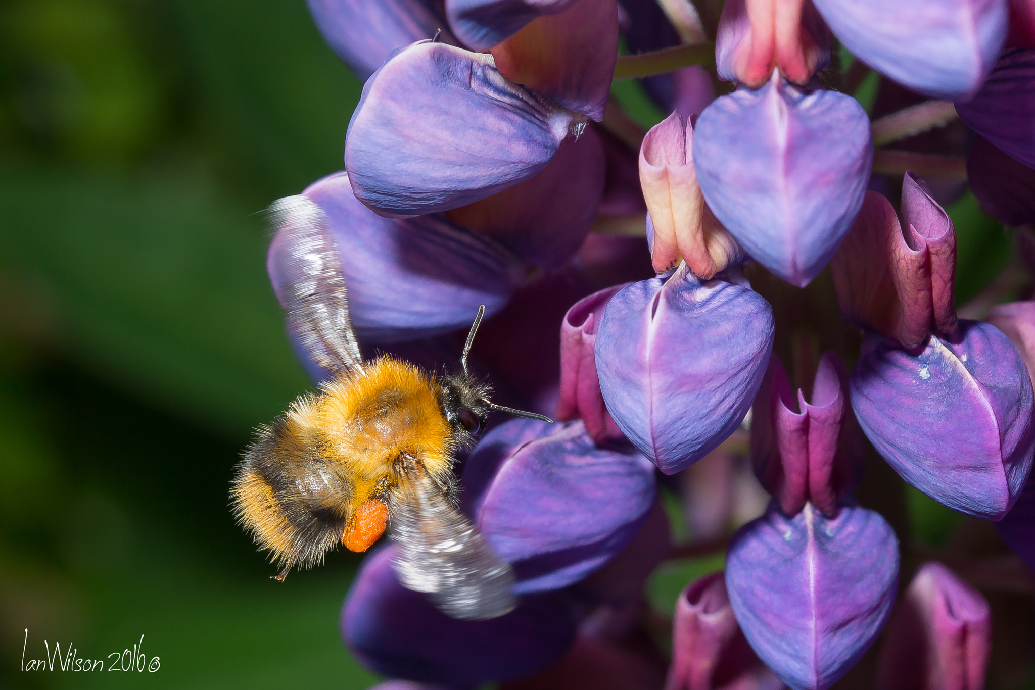 Sigma 105mm F2.8 EX DG OS HSM sample photo. Bee photography