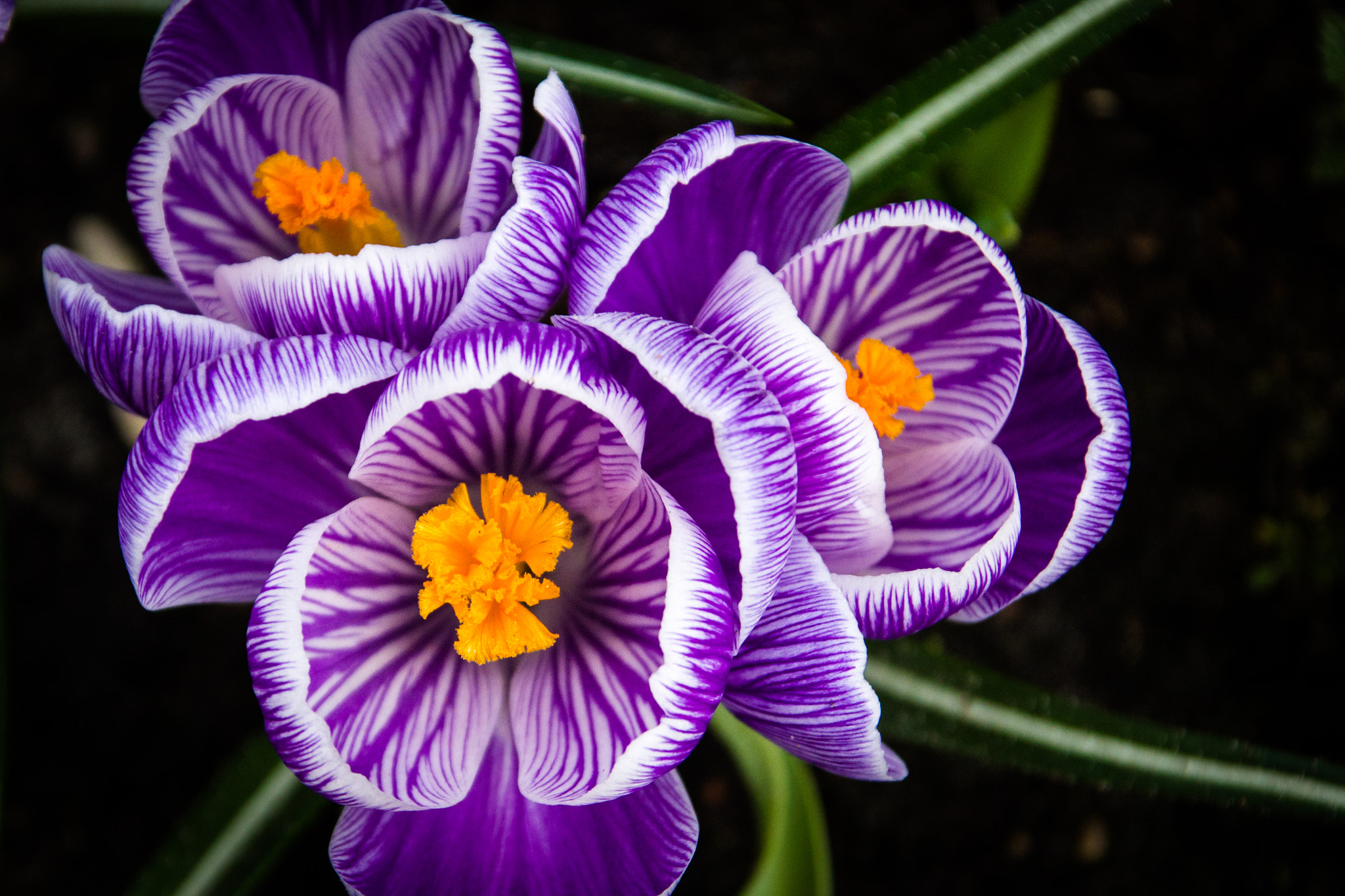 Sigma 18-125mm f/3.5-5.6 DC IF ASP sample photo. Tulips from the netherlands photography