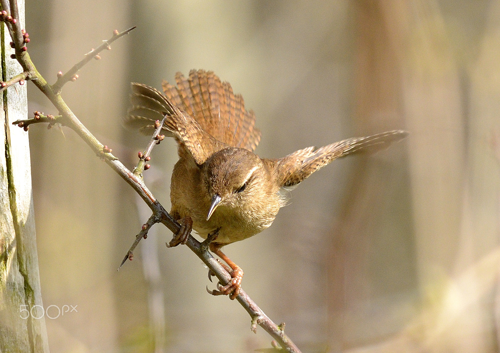 Nikon D800E + Sigma 300mm F2.8 APO EX DG HSM sample photo. Wren - balance photography