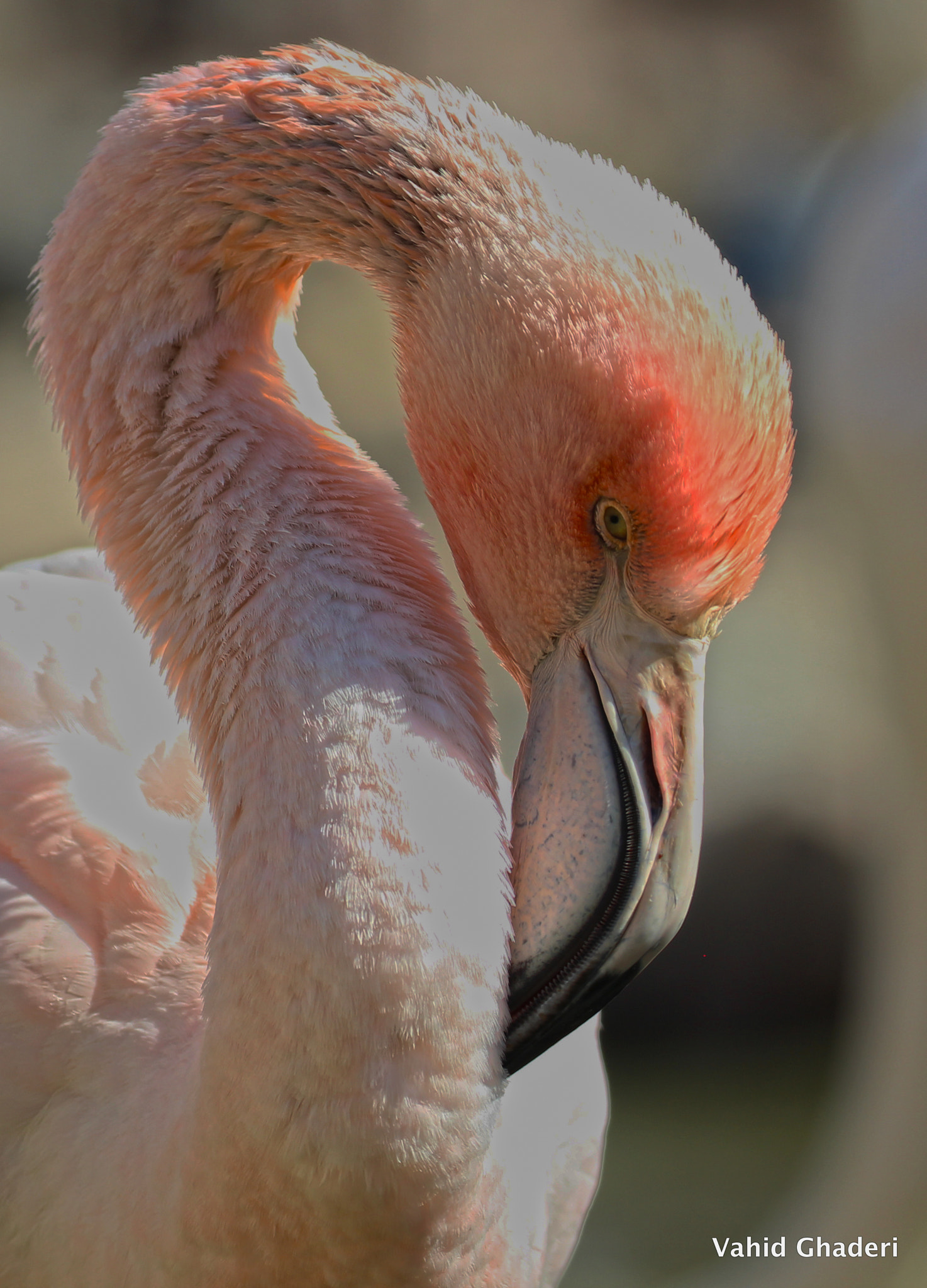 Canon EF 100-400mm F4.5-5.6L IS II USM sample photo. Flamin photography