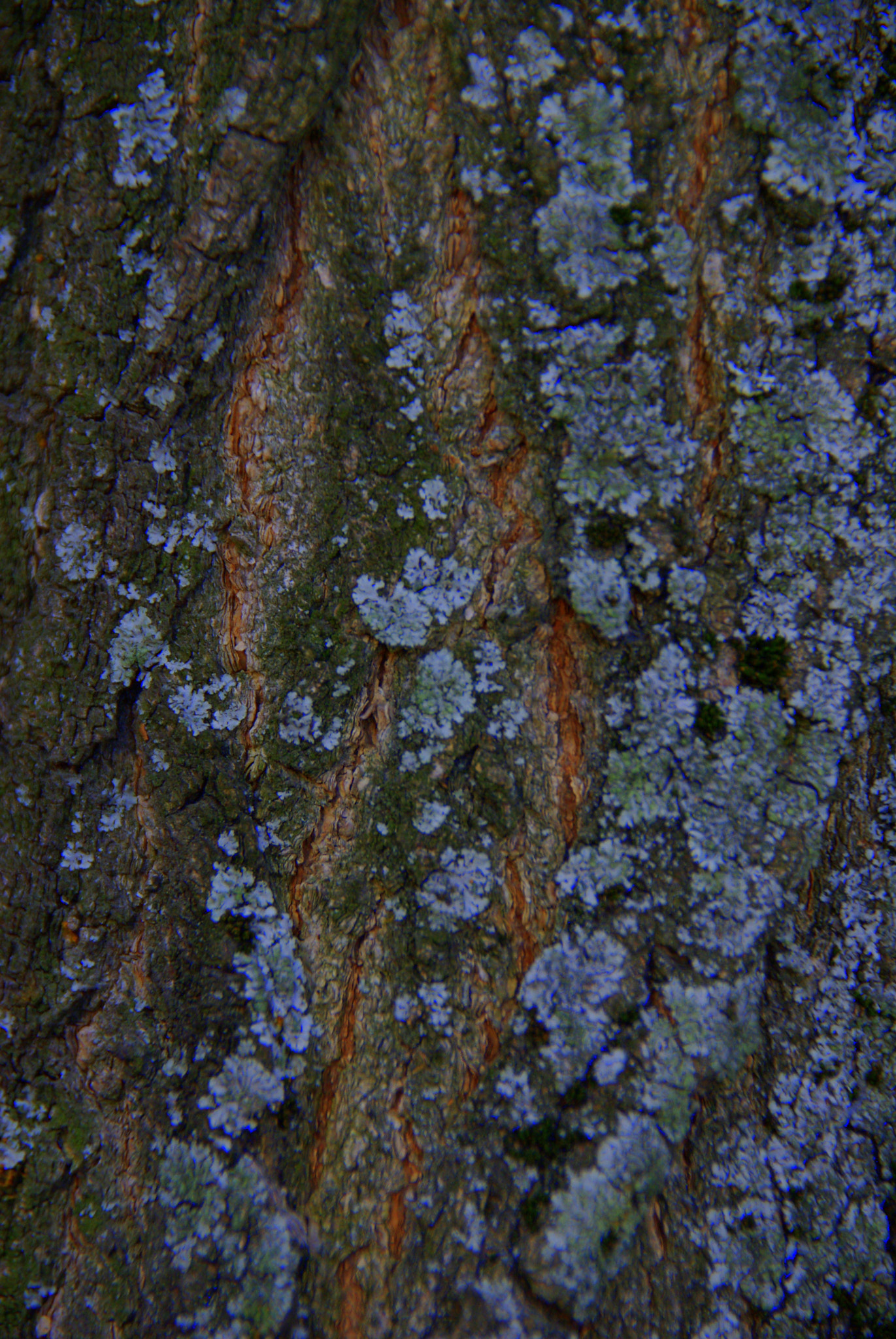 Pentax K10D sample photo. 11.jpg photography