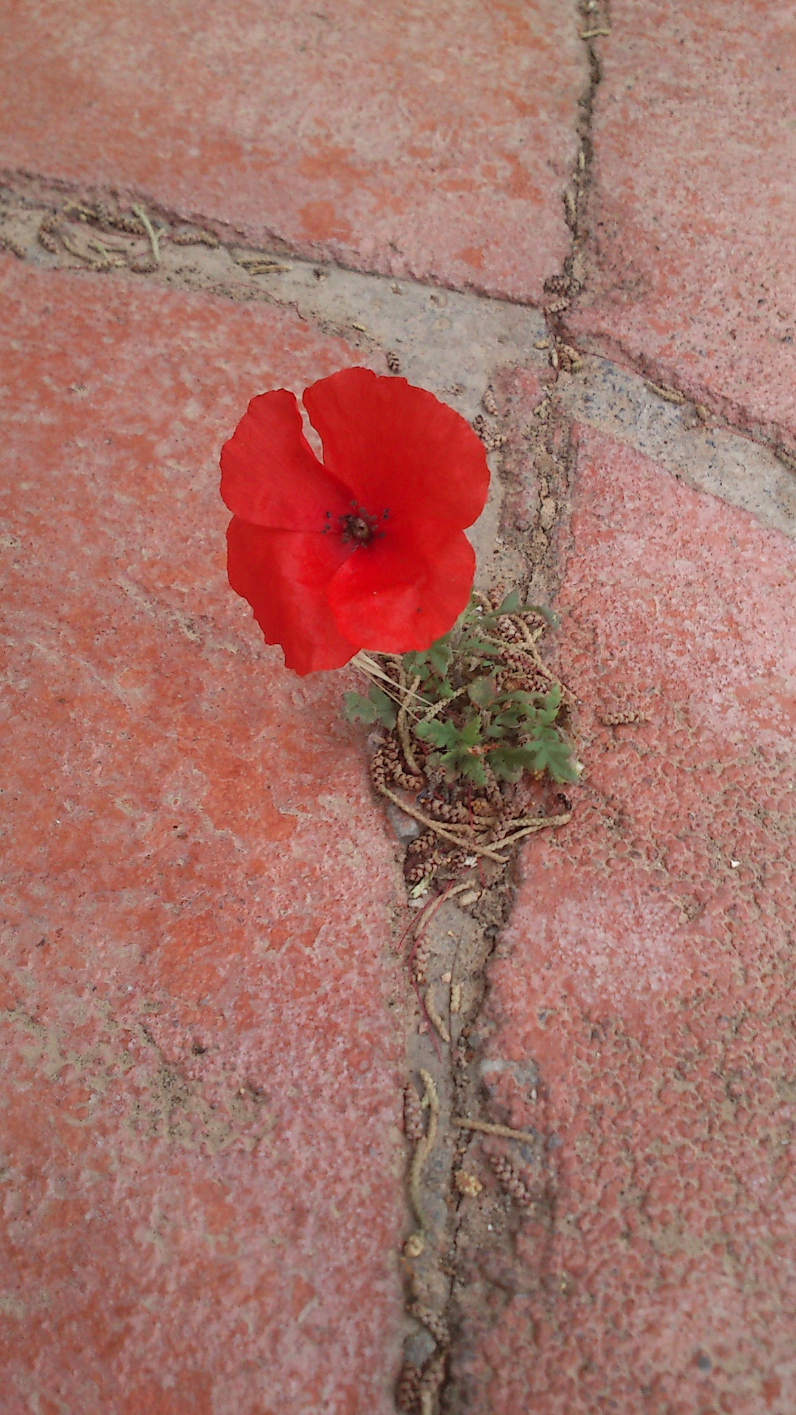 Sony Ericsson Xperia neo V sample photo. 127.jpg photography