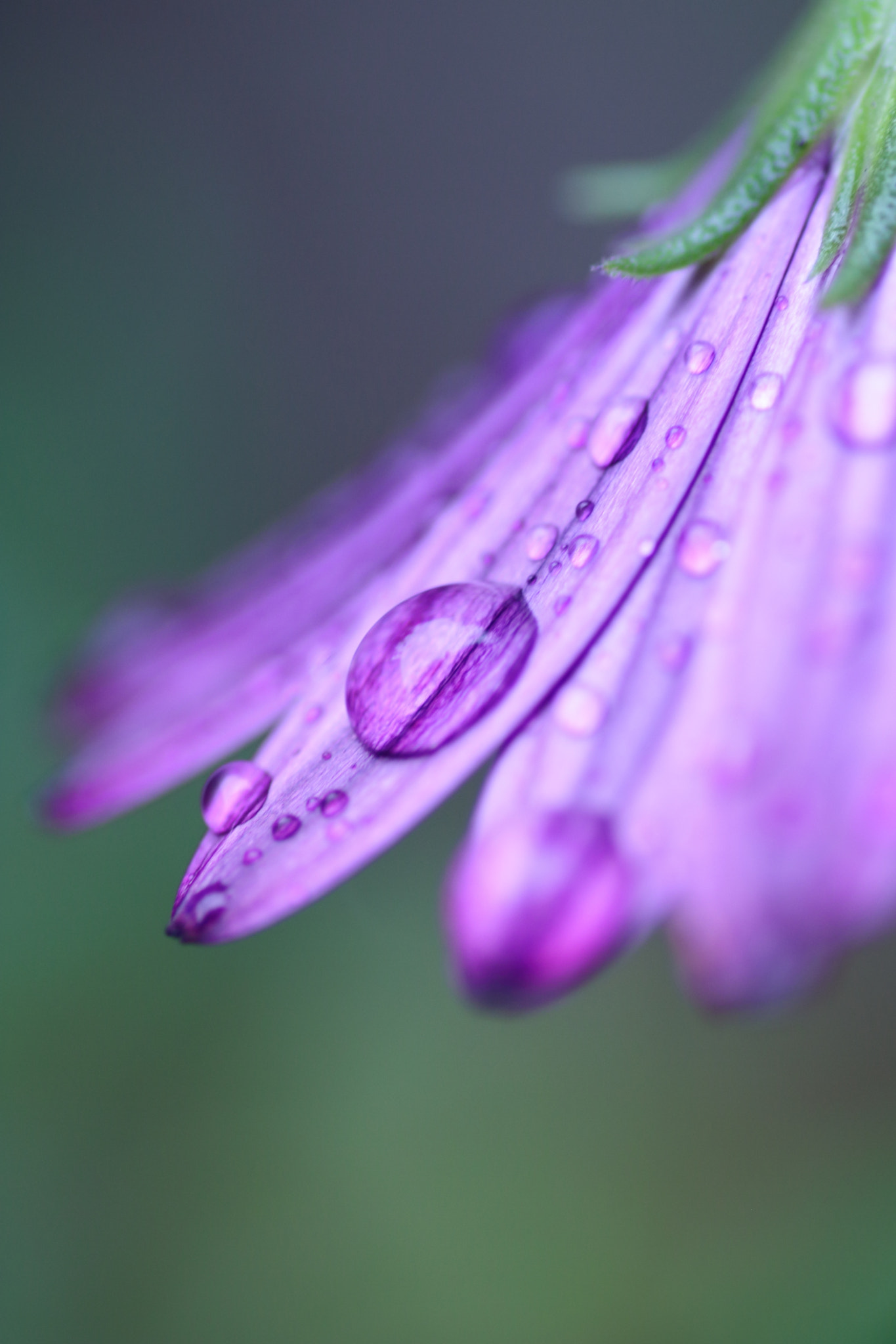 Tamron SP AF 90mm F2.8 Di Macro sample photo. Drops photography