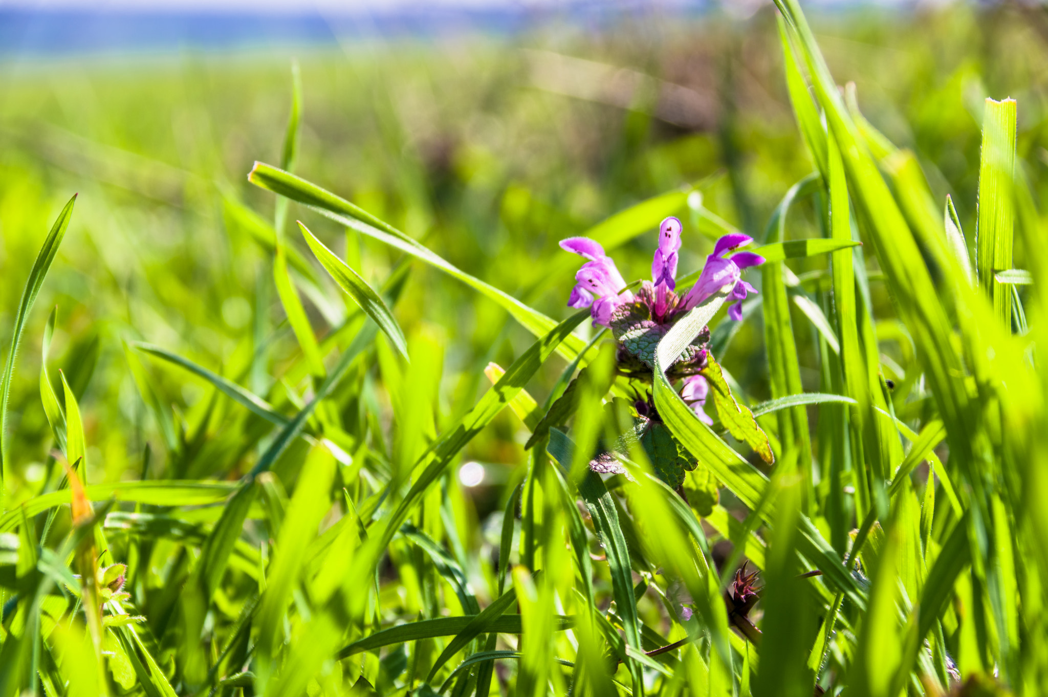 Sigma 18-300mm F3.5-6.3 DC Macro HSM sample photo. Spring is coming photography