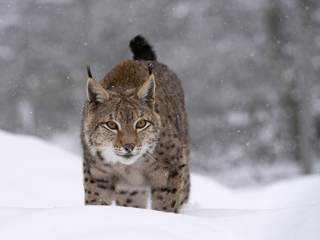 Nikon D4 sample photo. Lynx in snow photography