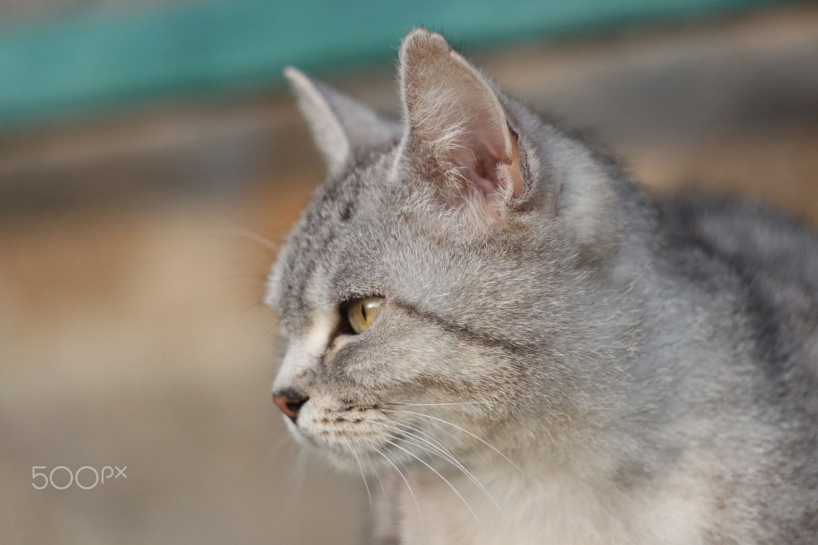 Canon EF 35-80mm f/4-5.6 sample photo. •looks photography
