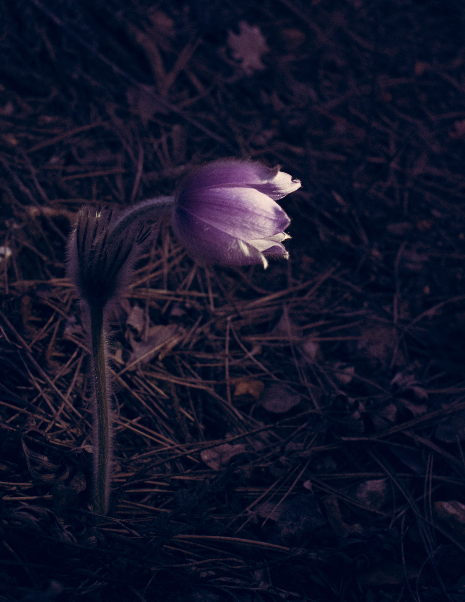 Pentax K-x + A Series Lens sample photo. Face to face photography