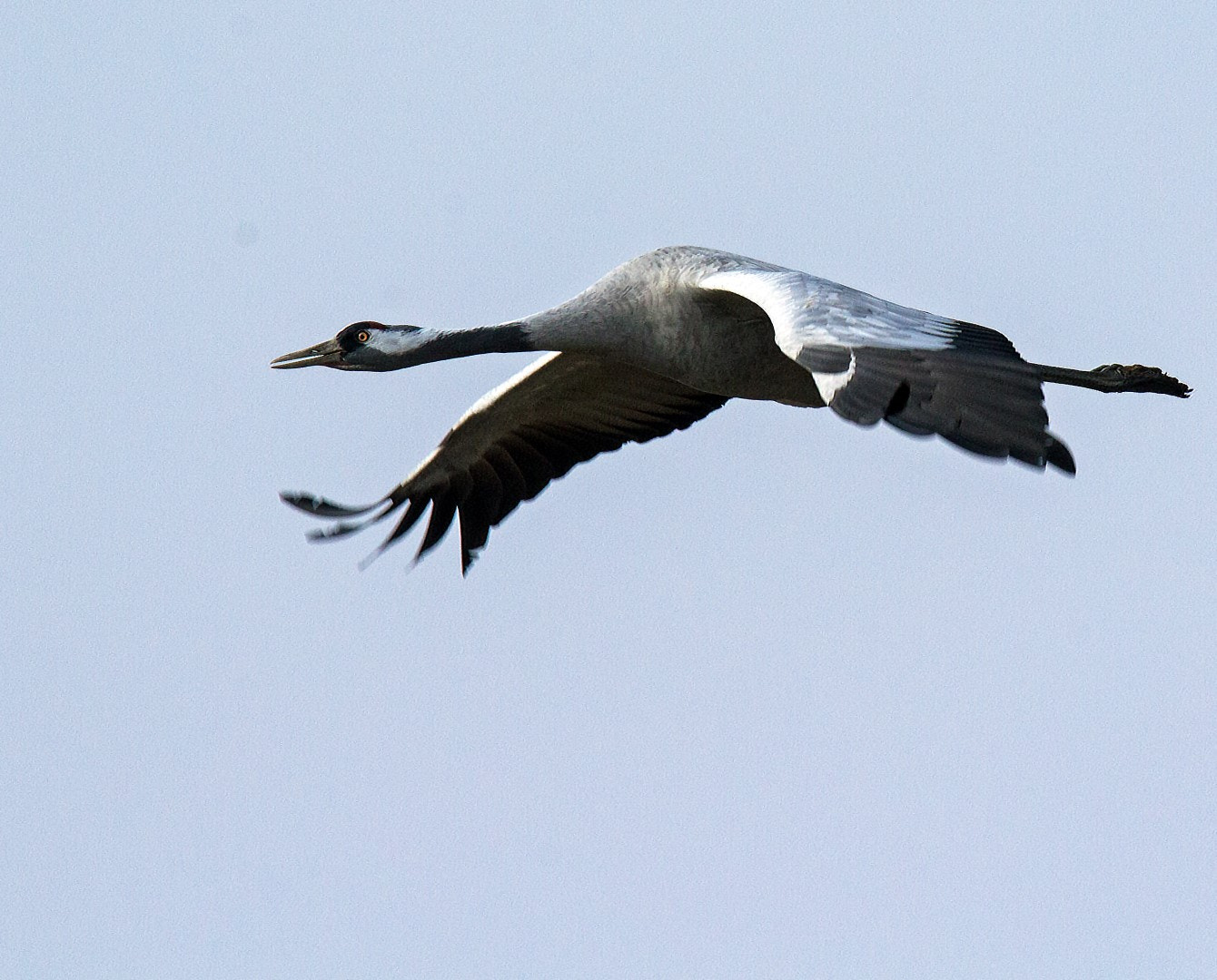 Tamron SP 150-600mm F5-6.3 Di VC USD sample photo. Common crane photography