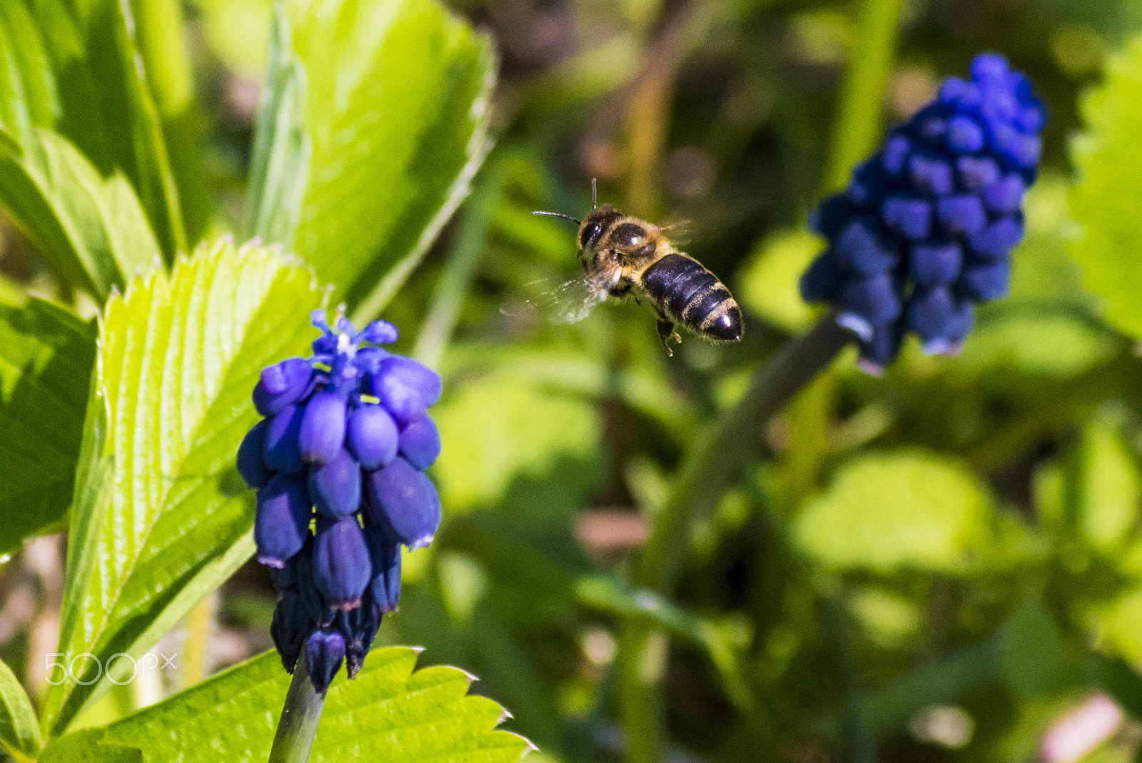 Pentax K-S1 + smc PENTAX-DA L 50-200mm F4-5.6 ED sample photo. Bee in the air photography