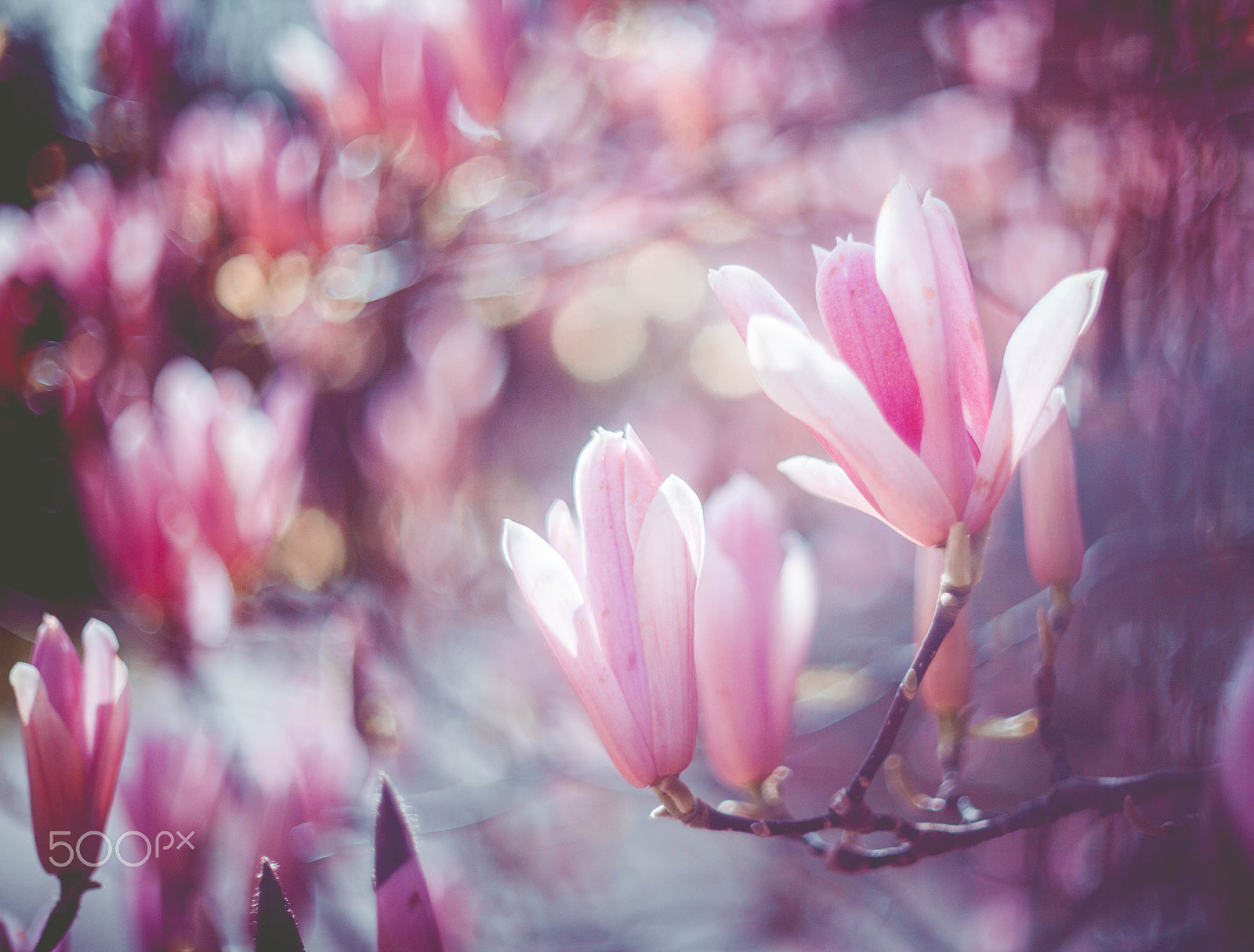 Canon EF 35-80mm f/4-5.6 sample photo. °°°°° photography