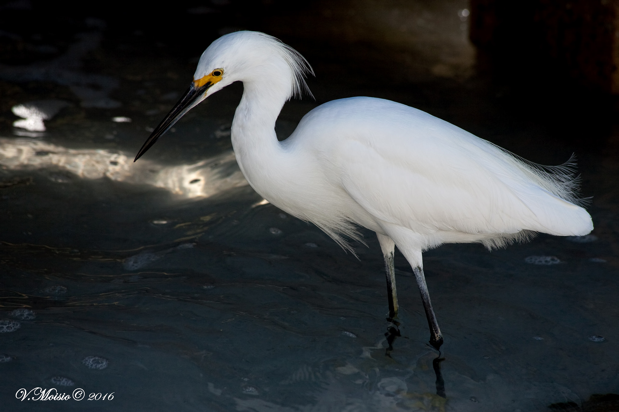Canon EOS 5D + Canon EF 70-300mm F4-5.6 IS USM sample photo. Snowy egret photography