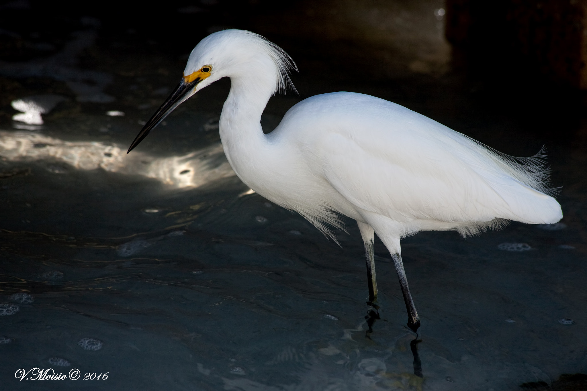 Canon EF 70-300mm F4-5.6 IS USM sample photo. Snowy egret photography