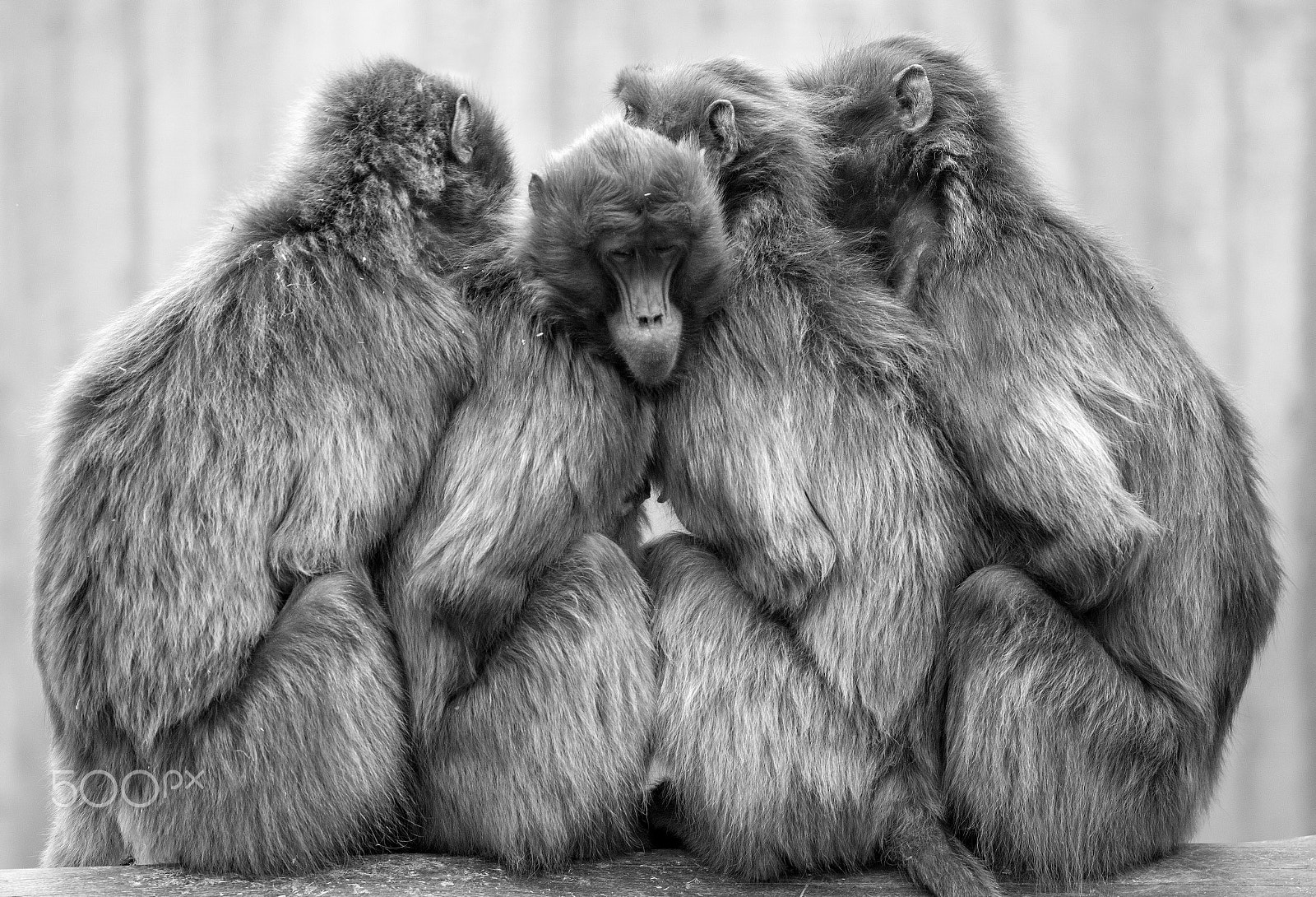 Nikon D600 + AF Nikkor 300mm f/4 IF-ED sample photo. Monkey group photography