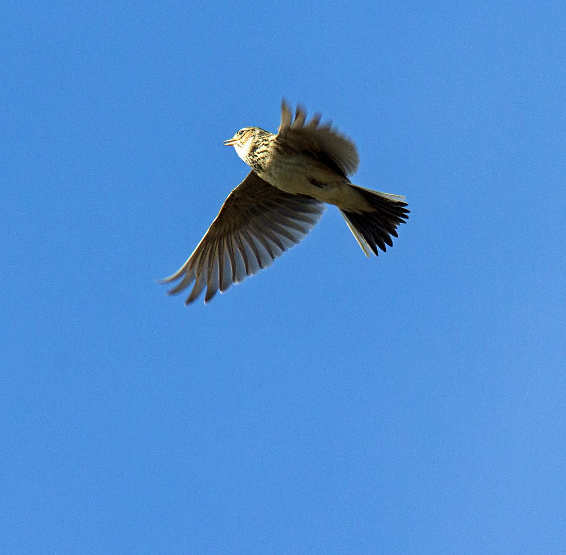 Tamron SP 150-600mm F5-6.3 Di VC USD sample photo. Skylark photography