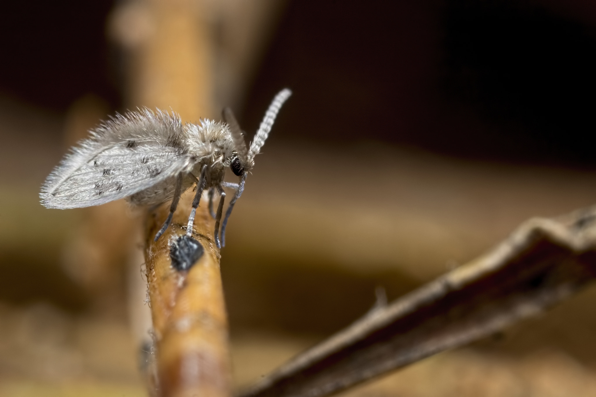 Canon MP-E 65mm F2.5 1-5x Macro Photo sample photo. Drain fly photography