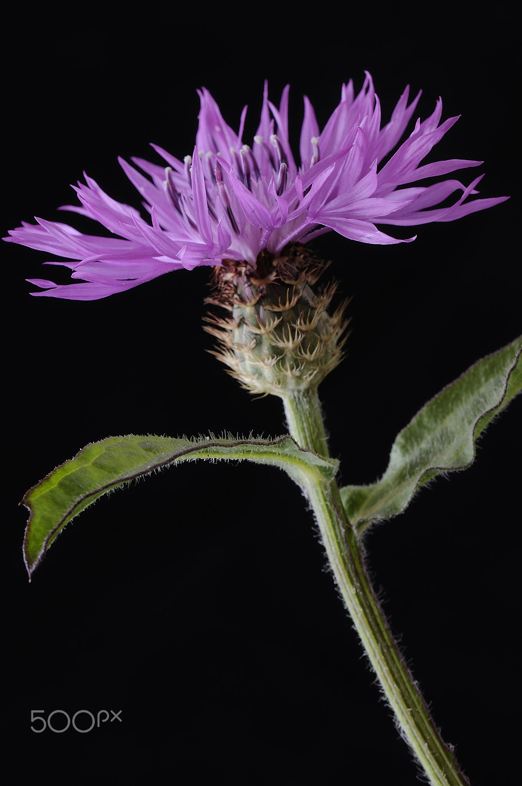 Nikon AF-S DX Micro-Nikkor 85mm F3.5G ED VR sample photo. _mpf5371.jpg photography