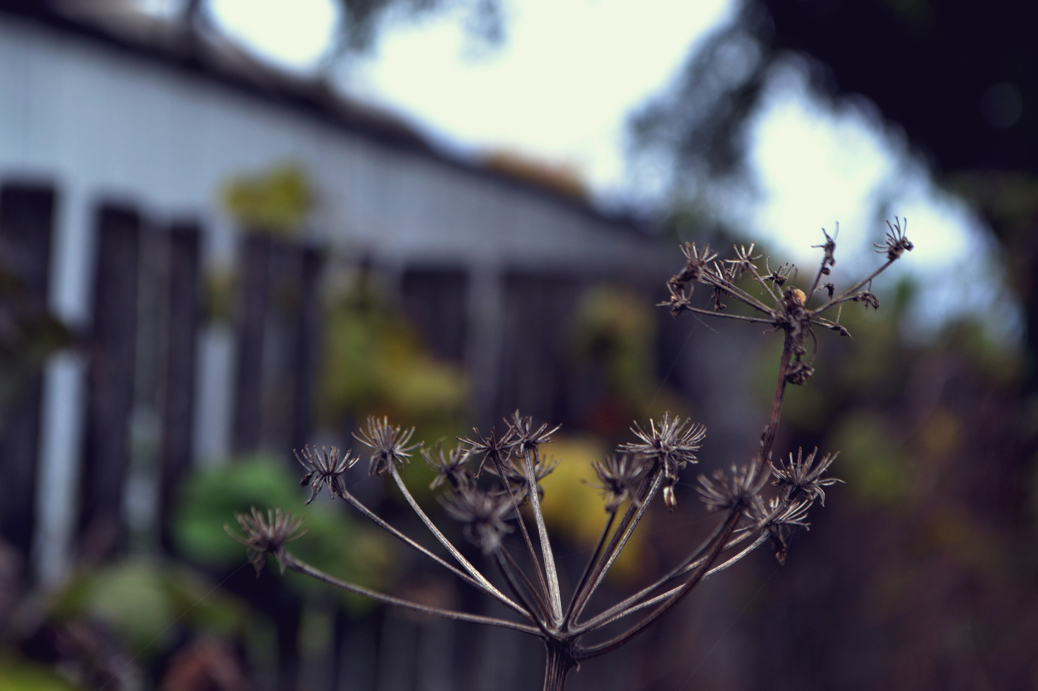 Nikon D3100 + AF Nikkor 20mm f/2.8 sample photo