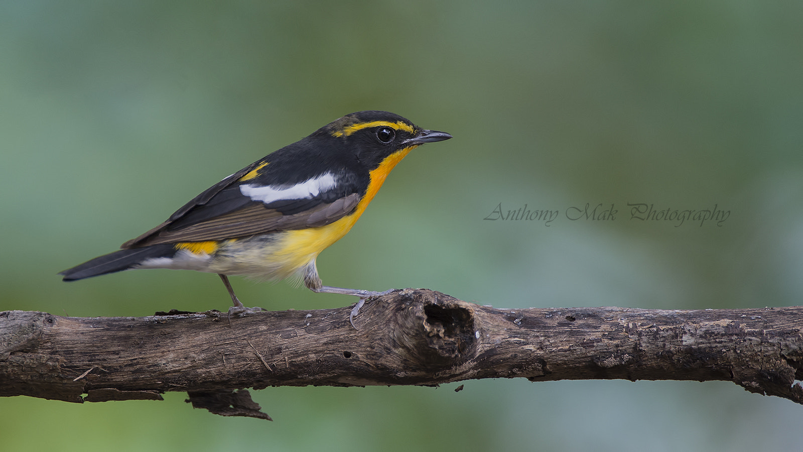 Nikon D4 sample photo. Narcissus flycatcher photography